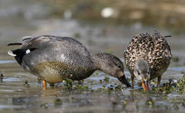 Canard chipeau