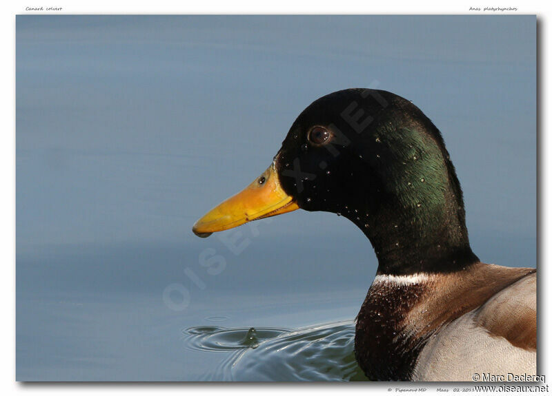 Mallard, identification