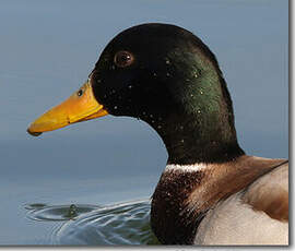 Canard colvert