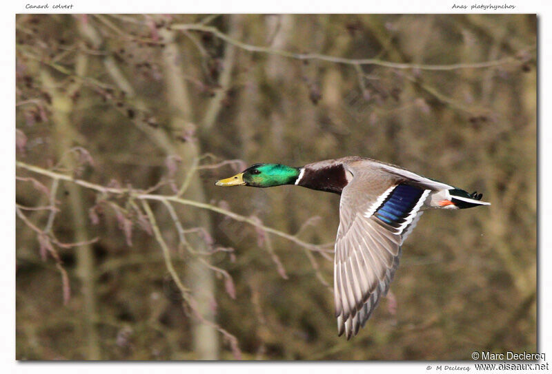 Canard colvert, Vol