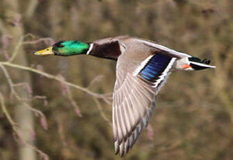 Canard colvert