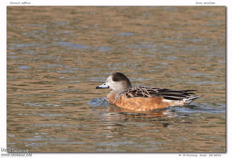 Chiloe Wigeon female adult, identification