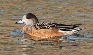 Chiloe Wigeon