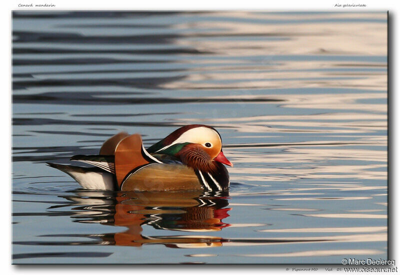 Canard mandarin, identification