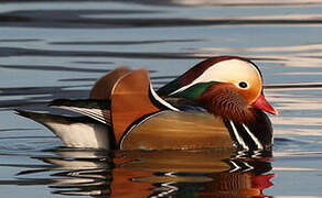 Canard mandarin