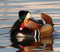 Canard mandarin