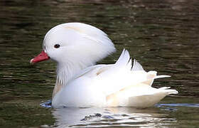 Mandarin Duck