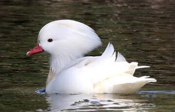 Canard mandarin