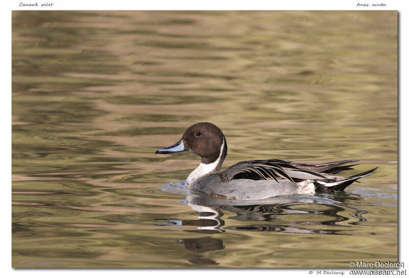 Northern Pintail, identification