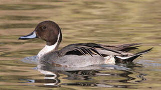 Canard pilet