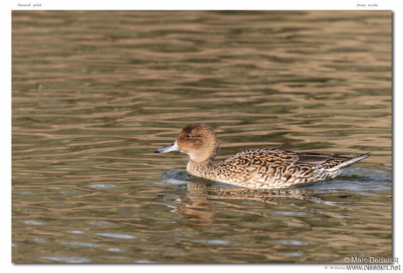 Northern Pintail, identification