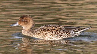 Canard pilet