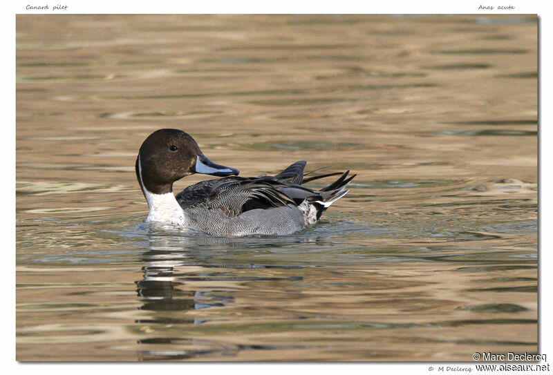 Canard pilet, identification