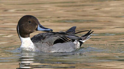 Canard pilet