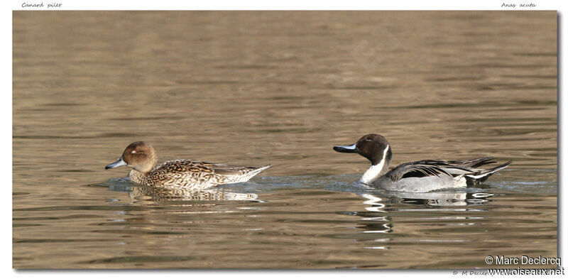 Northern Pintail, identification