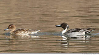 Canard pilet