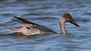 Canard pilet