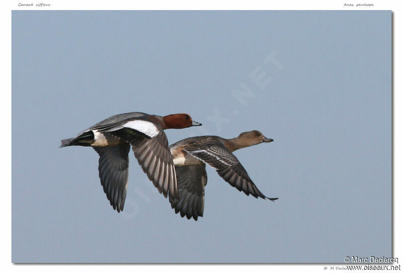 Canard siffleur, Vol