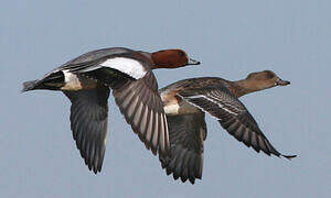 Eurasian Wigeon