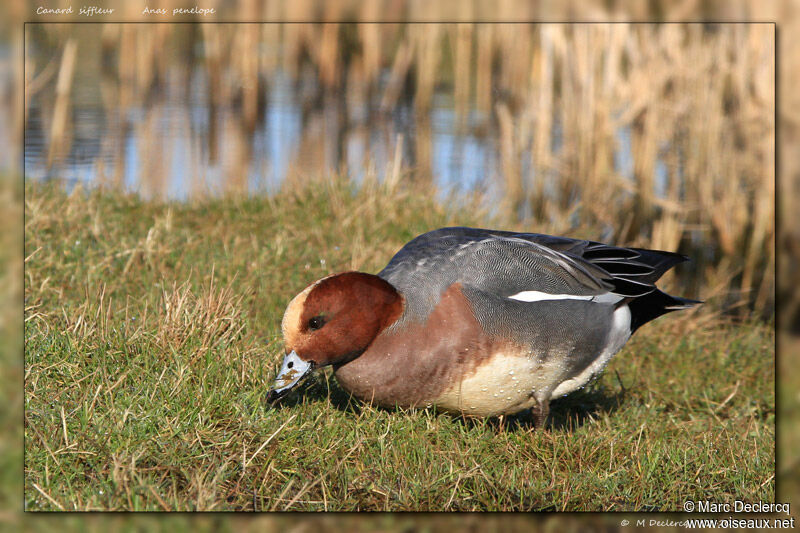 Canard siffleur, identification, régime