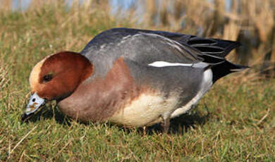 Canard siffleur