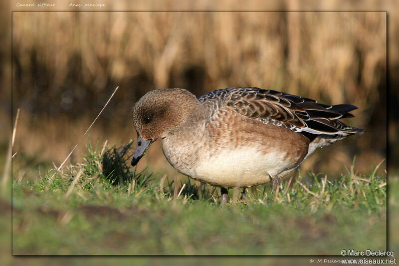 Eurasian Wigeon, identification