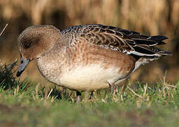 Eurasian Wigeon