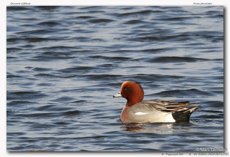 Canard siffleur, identification