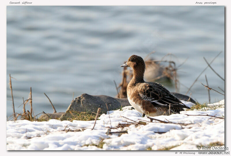 Eurasian Wigeon, identification