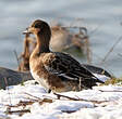 Canard siffleur