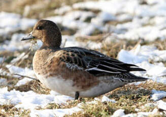 Canard siffleur