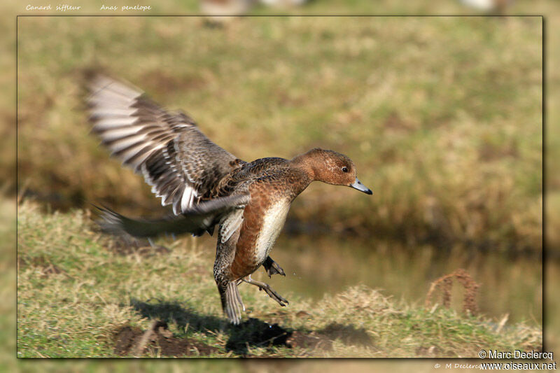 Canard siffleur, identification