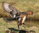Canard siffleur
