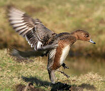 Canard siffleur