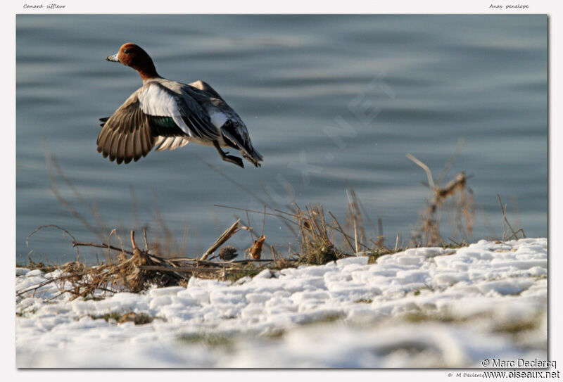 Canard siffleur, Vol