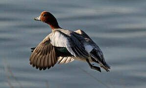 Canard siffleur