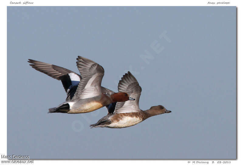 Canard siffleuradulte, Vol