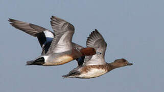 Eurasian Wigeon