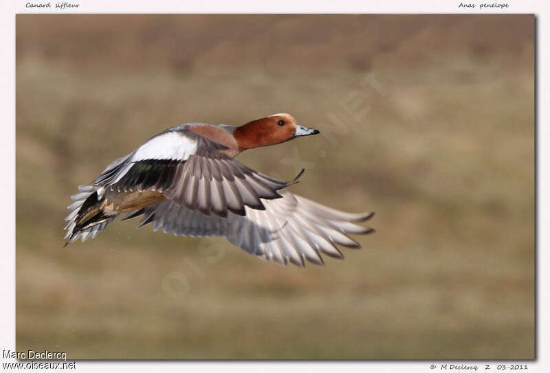 Eurasian Wigeon male adult, Flight