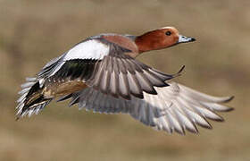 Eurasian Wigeon