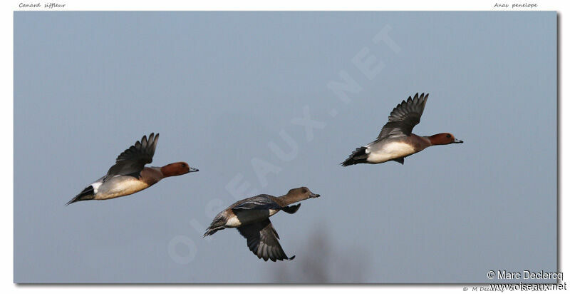 Canard siffleur, Vol