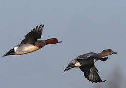 Eurasian Wigeon