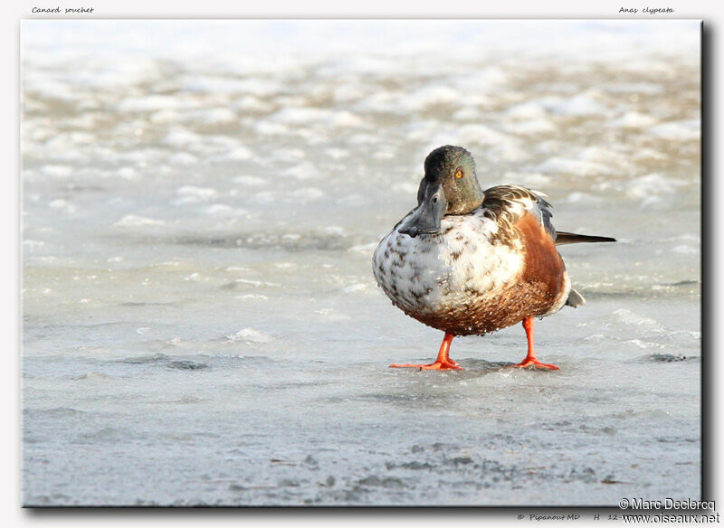 Northern Shoveler, identification