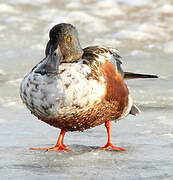 Northern Shoveler