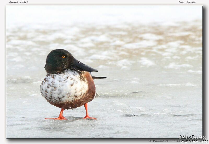 Canard souchet mâle, identification