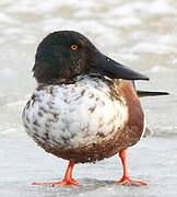 Northern Shoveler