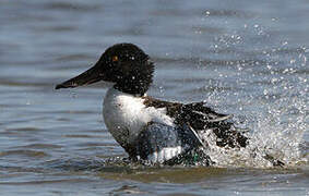 Canard souchet