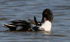 Canard souchet