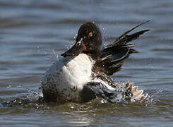 Canard souchet