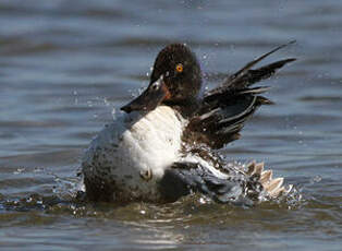 Canard souchet